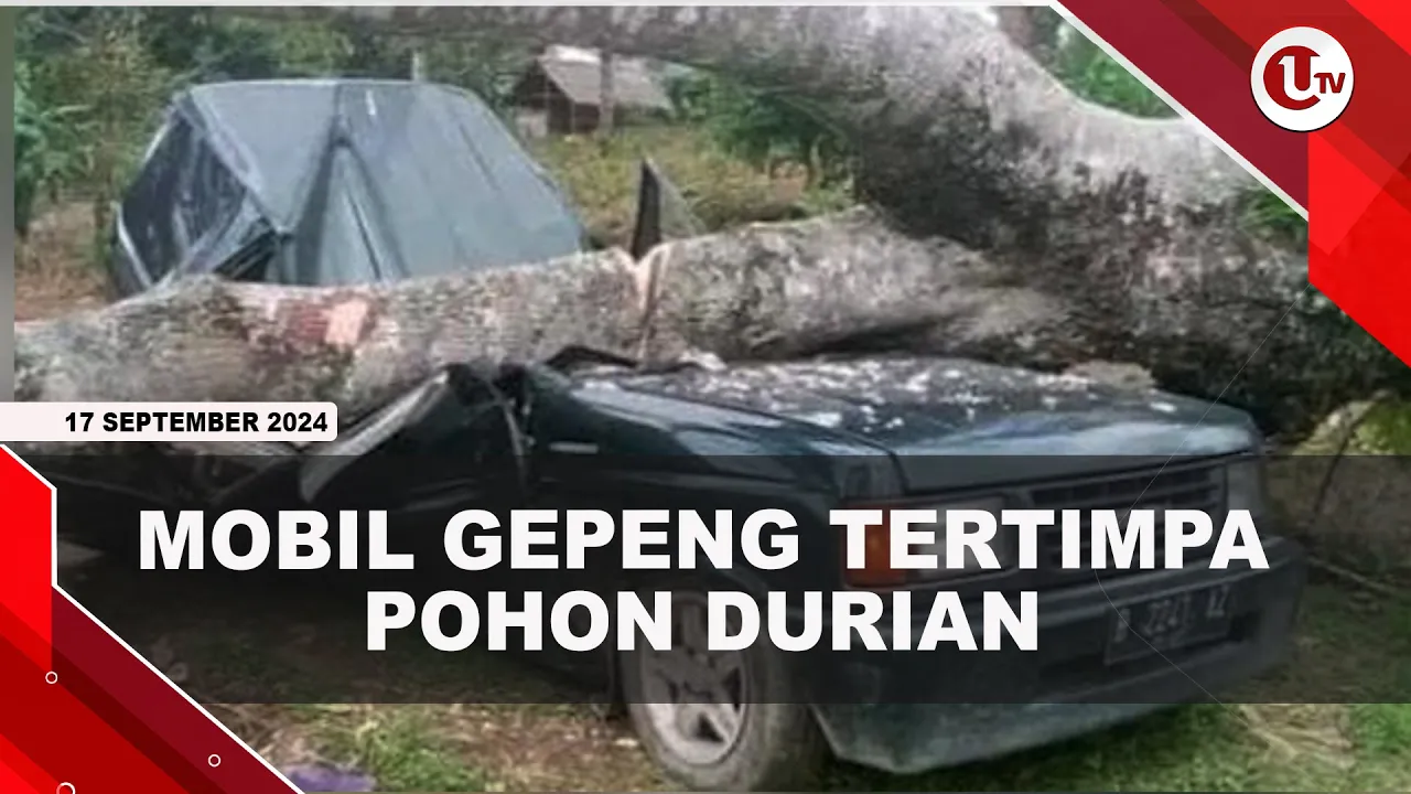 Mobil Berisi Sekeluarga Tertimpa Pohon Durian, 3 Dinyatakan Tewas