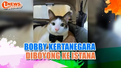 [VIDEO] Kucing Prabowo, Bobby Kertanegara Ikut Diboyong ke Istana