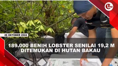 [VIDEO] Bea Cukai Gagalkan Penyelundupan Benih Lobster Ilegal di Pulau Tandur