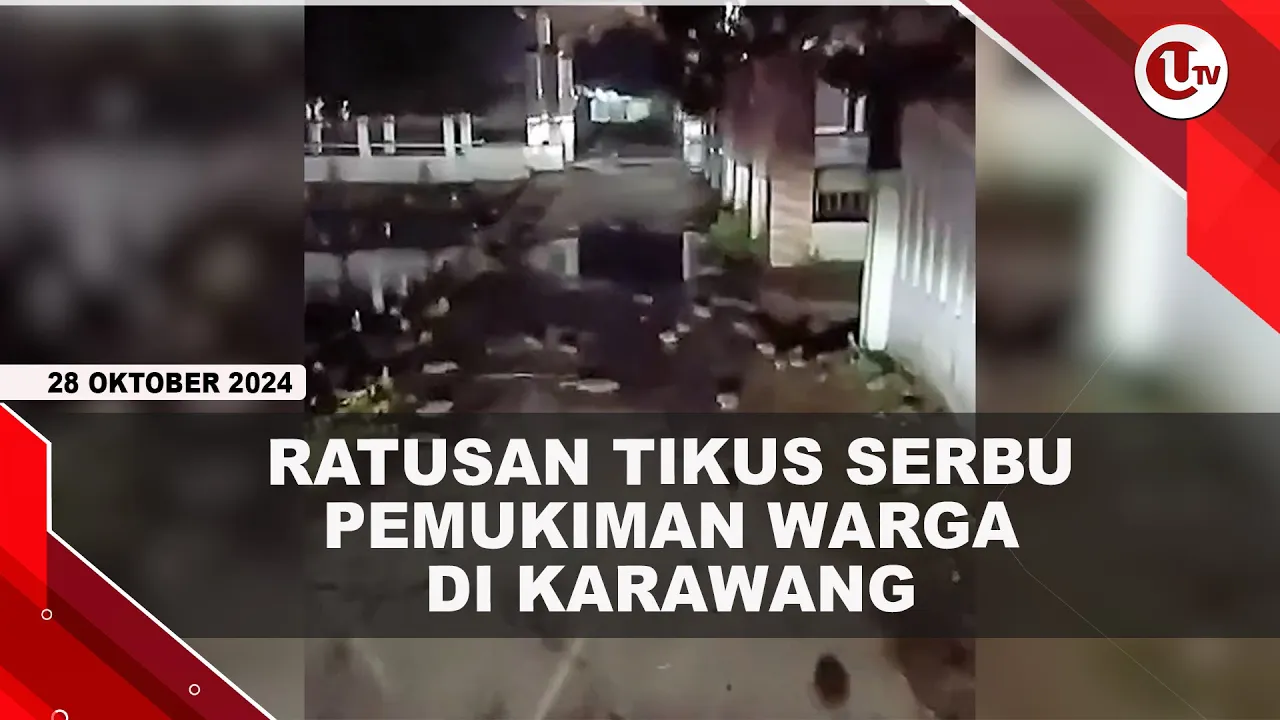 Ratusan Tikus Serbu Pemukiman Warga di Karawang