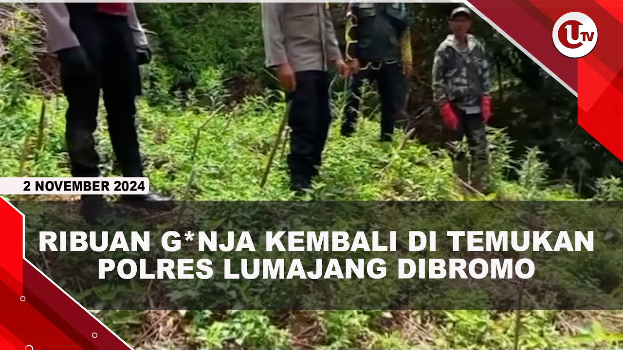 Ribuan Batang Ganja Kembali Ditemukan di Lereng Semeru
