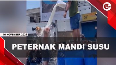 [VIDEO] Protes Pembatasan Kuota, Peternak Sapi Mandi Susu