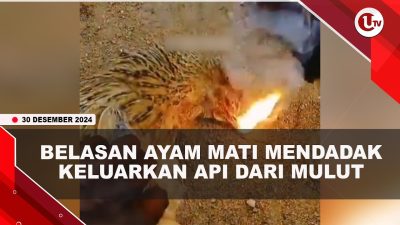 [VIDEO] Heboh, Belasan Ayam Mati Mendadak