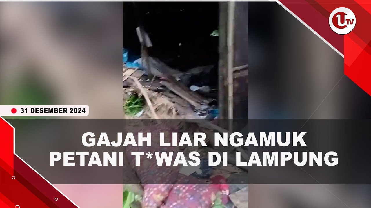 Petani Tewas Diinjak Gajah di Lampung
