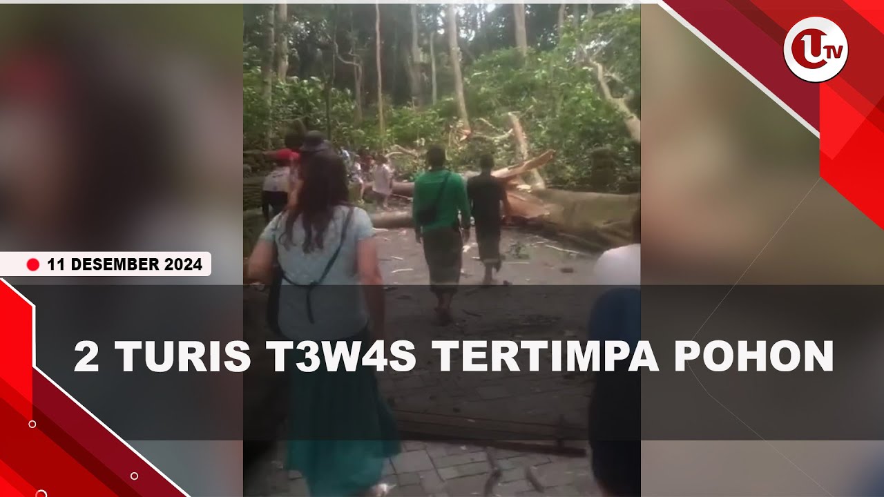 2 Turis Tewas Tertimpa Pohon Besar di Wisata Monkey Forest