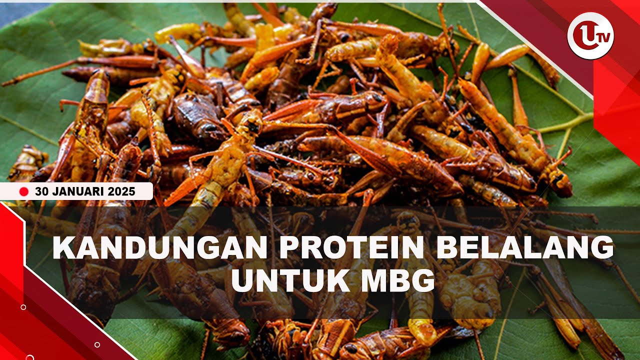 Belalang Diusulkan Alternatif Protein MBG, Ini Kandungan Proteinnya