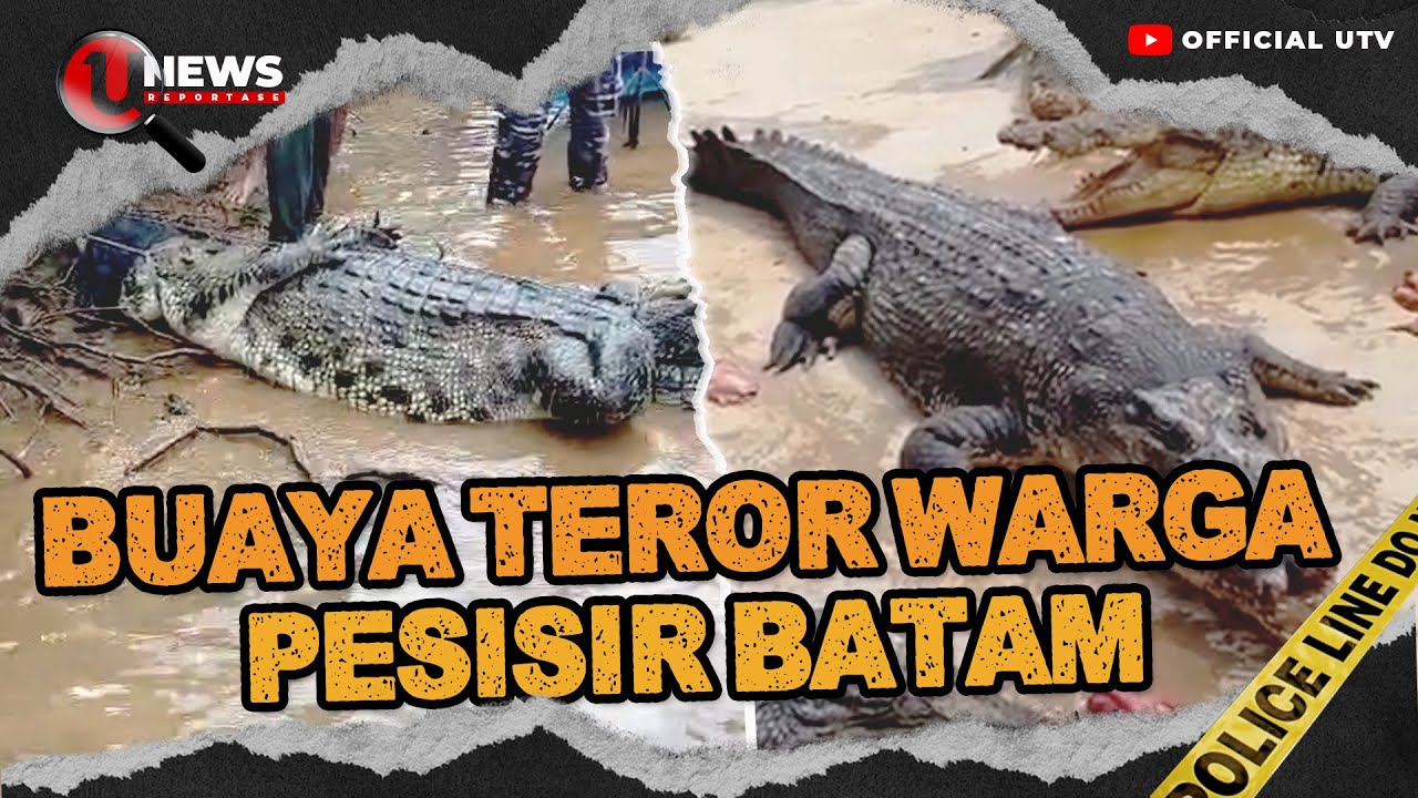 Penangkaran Buaya di Pulau Bulan Jebol