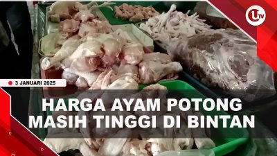 [VIDEO] Harga Ayam Potong di Bintan Tembus 42 Ribu Per Kilogram