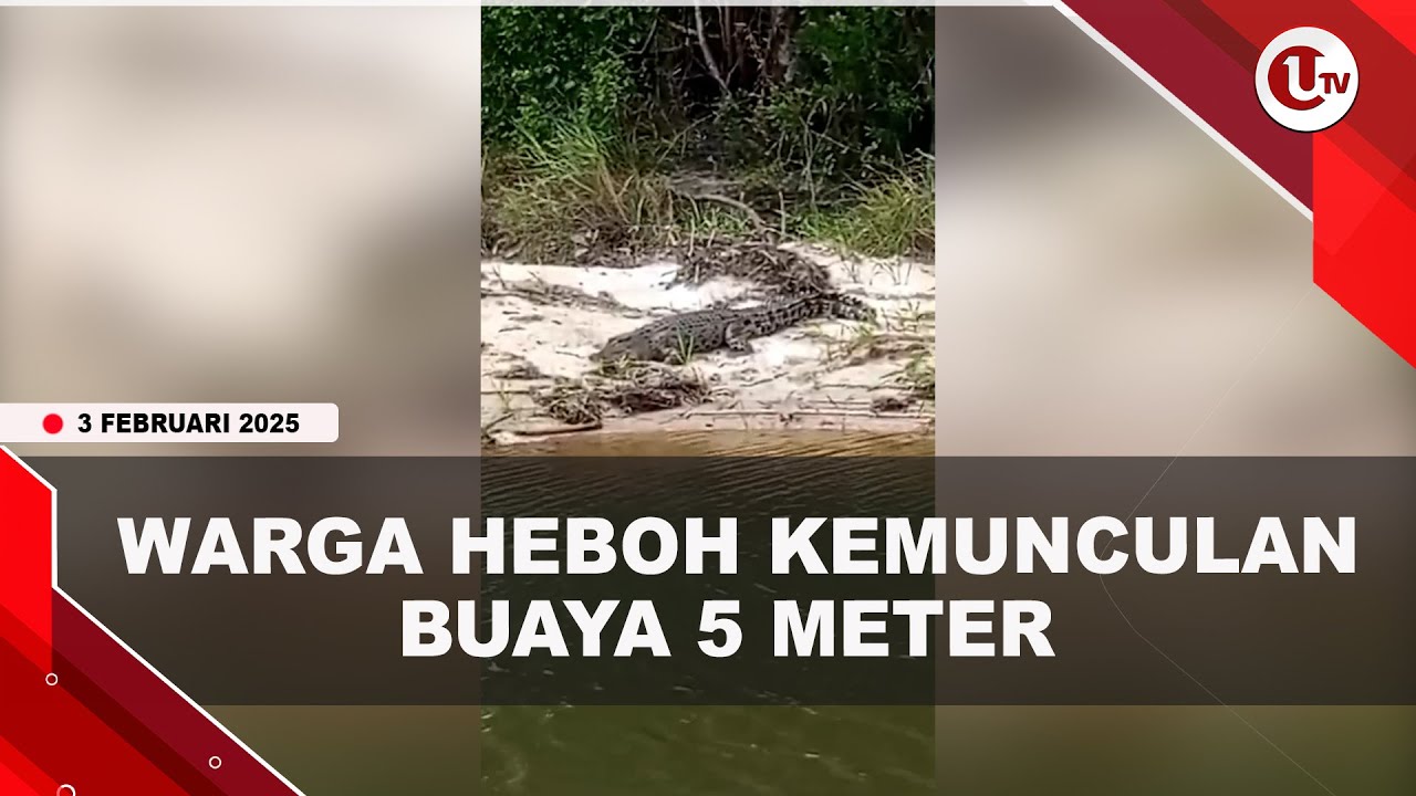 Warga Dihebohkan Kemunculan Buaya 5 Meter di Sungai Desa Teluk Bakau