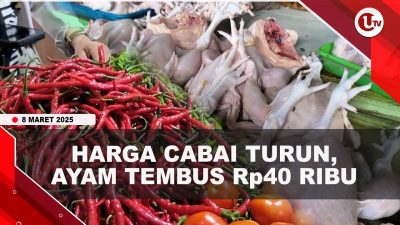 [VIDEO] Harga Cabai di Bintan Turun, Ayam Potong Naik Tembus Rp40 Ribu Per Kg