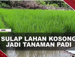 [VIDEO] Diragukan Tak Akan Tumbuh, Sukur Berhasil Tanam Padi Di Bintan