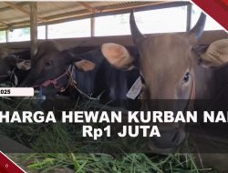 [VIDEO] Jelang Iduladha, Harga Hewan Kurban Di Bintan Naik Rp1 Juta
