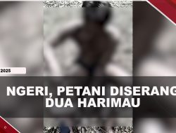 [VIDEO] Petani Kopi Selamat Usai Diserang Dua Harimau
