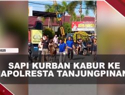 [VIDEO] Hendak Disembelih, Sapi Kurban Kabur Ke Mapolresta