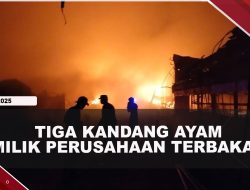 [VIDEO] Tiga Kandang Ayam Milik Japfa Group Ludes Dilalap Api