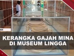 [VIDEO] Koleksi Kerangka Gajah Mina Di Museum Lingga, Wisatawan Dibuat Takjub
