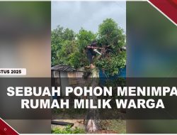 [VIDEO] Sebuah Pohon Menimpa Rumah Milik Warga Tanjungpinang | U-NEWS