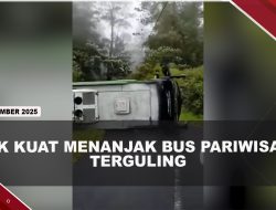 [VIDEO] Tak Kuat Menanjak Bus Pariwisata Terguling