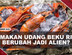 [VIDEO] Senator AS Sebut Udang Beku Indonesia Terkontaminasi Radioaktif Nuklir | U-NEWS