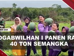 [VIDEO] Panen 40 Ton Semangka, Kogabwilhan I Siap Dukung Ketahanan Pangan | U-NEWS
