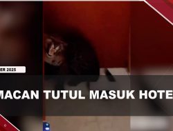 [VIDEO] Momen Menegangkan Evakuasi Macan Tutul Masuk Ke Hotel | U-NEWS