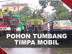 [VIDEO] Pohon Tumbang Timpa Satu Unit Mobil di Tanjungpinang | U-NEWS