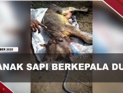[VIDEO] Heboh Lahir Anak Sapi Berkepala Dua, Ini Penjelasan Dokter Hewan | U-NEWS