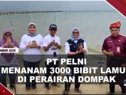 [VIDEO] PT Pelni Menanam 3000 Bibit Lamun Di Perairan Dompak
