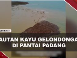 [VIDEO] Penampakan Lautan Kayu Gelondongan Penuhi Pantai Padang | U-NEWS
