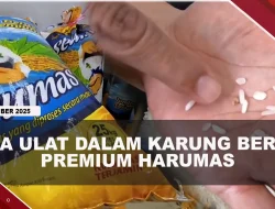 [VIDEO] SPPG Bintan Temukan Ulat Dalam Karung Beras Premium Harumas | U-NEWS