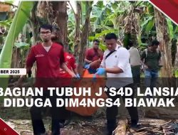 [VIDEO] Lansia T3w4s di Semak-Semak, Kaki Tak Utuh Diduga Dim4ngs4 Biawak | U-NEWS