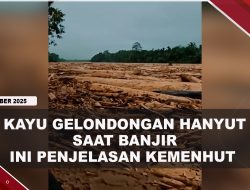 [VIDEO] Kayu Gelondongan Hanyut Saat Banjir Di Tapanuli