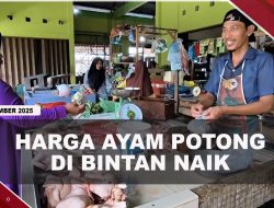 [VIDEO] Produksi Peternak Menurun, Harga Ayam Potong di Bintan Naik Jadi Rp40 Ribu | U-NEWS