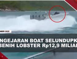 [VIDEO] Bea Cukai Gagalkan P3nyelvndvp4n Benih Lobster Rp12,9 Miliar di Perairan Lingga | U-NEWS