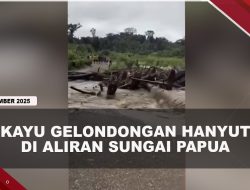 [VIDEO] Tumpukan Kayu Gelondongan Hanyut di Aliran Sungai Pas Papua | U-NEWS
