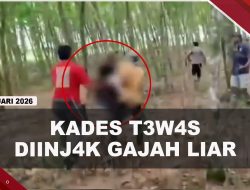 [VIDEO] Kades T3w4s Di!nj4k Gajah Liar Saat Halau Masuk Pemukiman Warga | U-NEWS