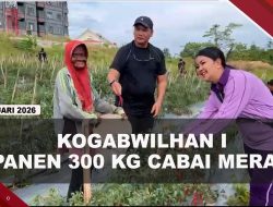[VIDEO] Kogabwilhan I Panen 300 Kilogram Cabai, Untuk Pemenuhan Pasar Lokal | U-NEWS