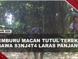 [VIDEO] Pemburu Macan Tutul Terekam Kamera Trap Bawa S3nj4t4 Api Serta Anjing | U-NEWS