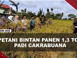 [VIDEO] Kelompok Karya Tani Jaya Bintan Panen 1,3 Ton Padi Cakrabuana | U-NEWS