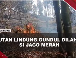 [VIDEO] Berhektar-Hektar Hutan Lindung Di Batam Gundul Dilahap Si Jago Merah | U-NEWS