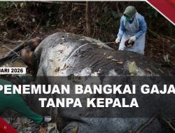 [VIDEO] Bangkai Gajah Tanpa Kepala Ditemukan di Hutan Riau, Diduga Perburuan Liar | U-NEWS