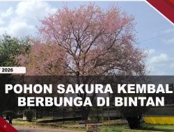 [VIDEO] Pohon Sakura Kembali Berbunga di Taman Tasek Bintan, Warga Ramai Berfoto | U-NEWS