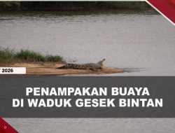 [VIDEO] Penampakan Buaya Berjemur di Pinggir Waduk Gesek Bintan | U-NEWS