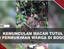 [VIDEO] Macan Tutul Masuk Ke Pemukiman Hingga M3m4ngsa Ternak Warga di Bogor | U-NEWS