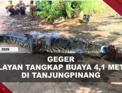 [VIDEO] Nelayan Kampung Kolam Tangkap Buaya 4,1 Meter Yang Tersangkut Jaring | U-NEWS
