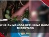 [VIDEO] Polisi Gelar Prarekonstruksi Meninggalnya Terduga Pencuri Mangga Usai Terjatuh | U-NEWS