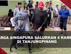 [VIDEO] Warga Singapura di Tanjungpinang Salurkan 4 Kambing di Masjid Nurul Fath | U-NEWS