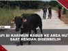[VIDEO] Sapi Kurban di Karimun Kabur, Penangkapan Berlangsung Dramatis | U-NEWS