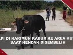 [VIDEO] Sapi Kurban di Karimun Kabur, Penangkapan Berlangsung Dramatis | U-NEWS