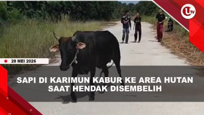 [VIDEO] Sapi Kurban di Karimun Kabur, Penangkapan Berlangsung Dramatis | U-NEWS